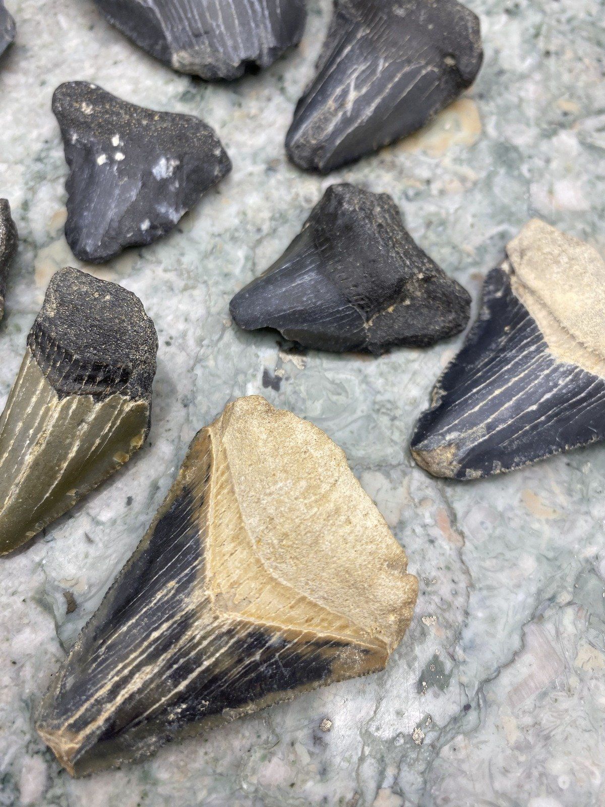 Group of Fossilized Megalodon + Cacharacles Prehistoric Shark Teeth 3