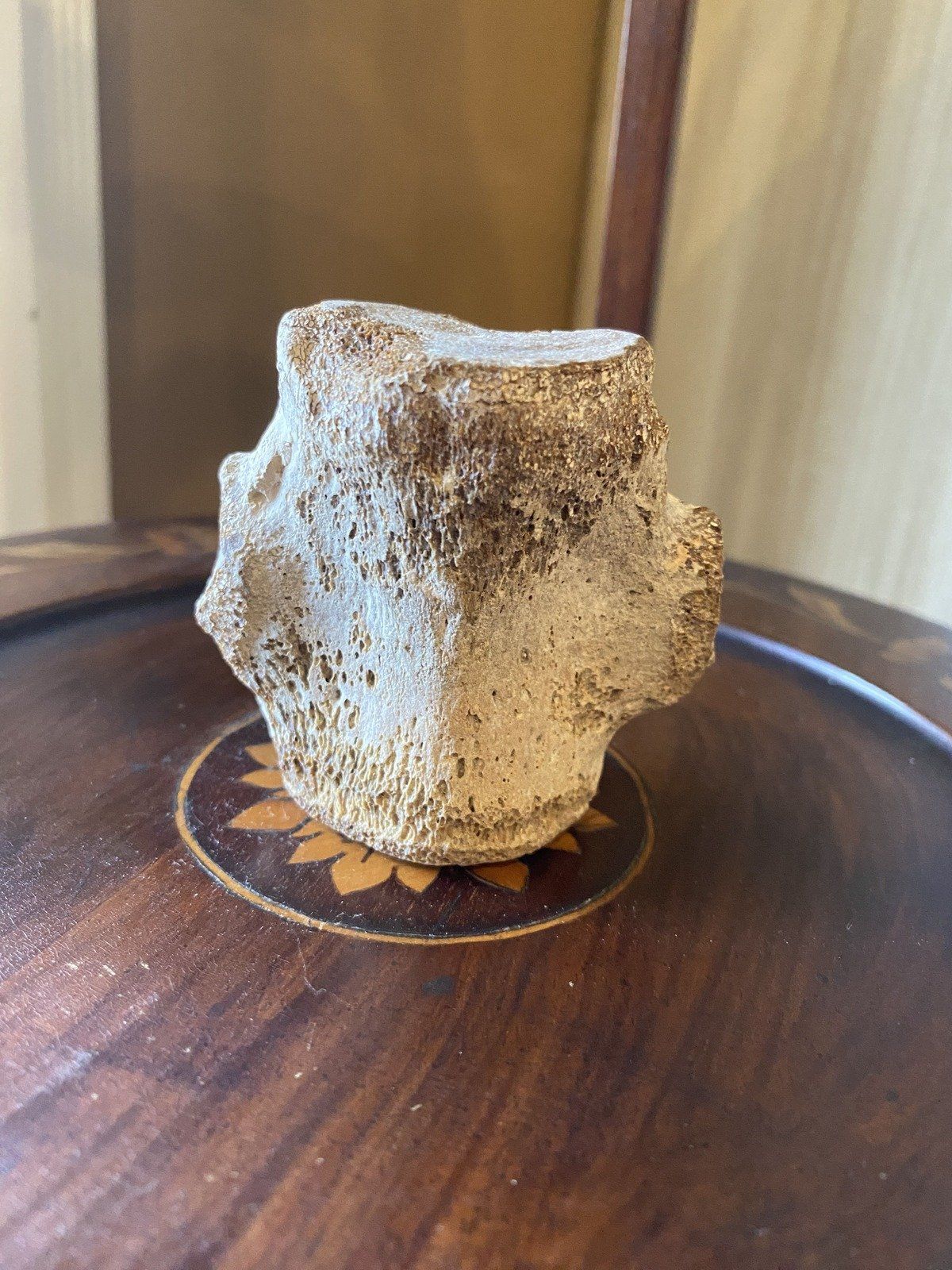 Fossilized Porpoise Vertebrea (Ruskin, FLY Bone Valley)