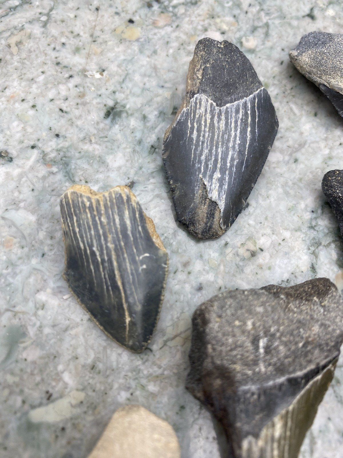 Group of Fossilized Megalodon + Cacharacles Prehistoric Shark Teeth 4