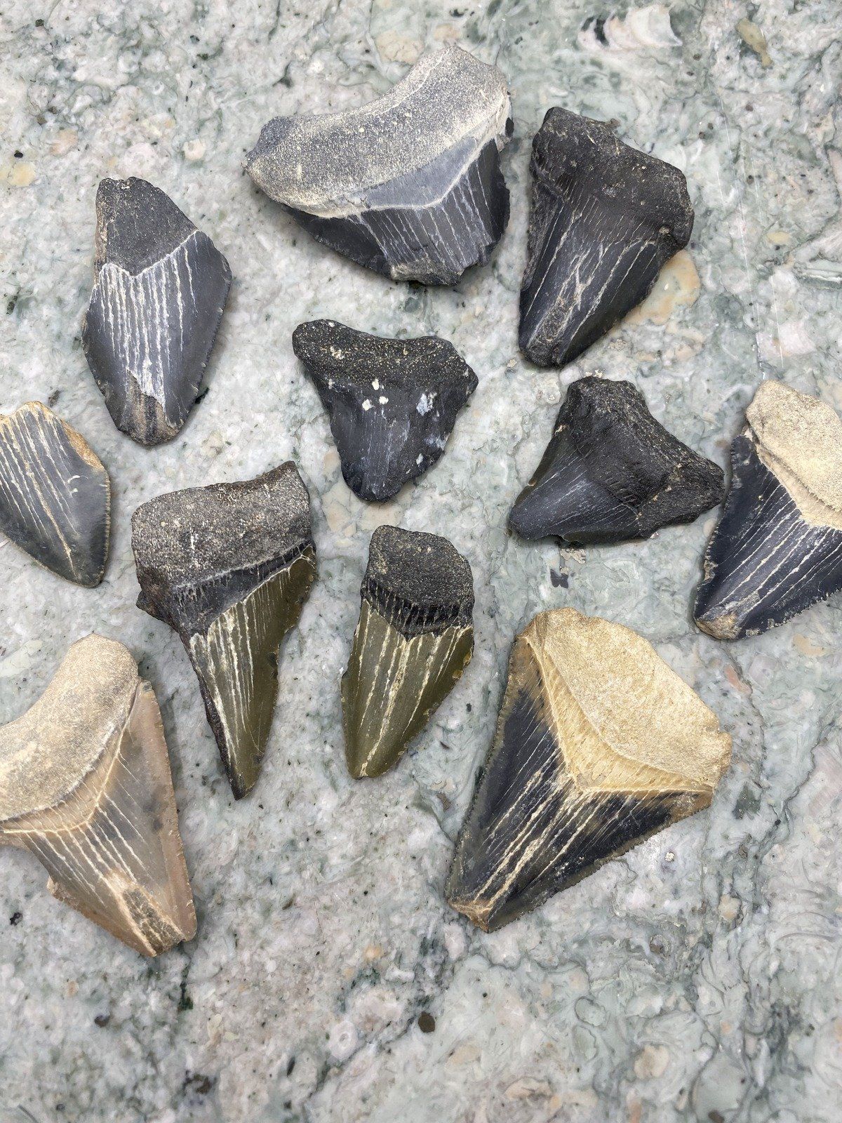 Group of Fossilized Megalodon + Cacharacles Prehistoric Shark Teeth