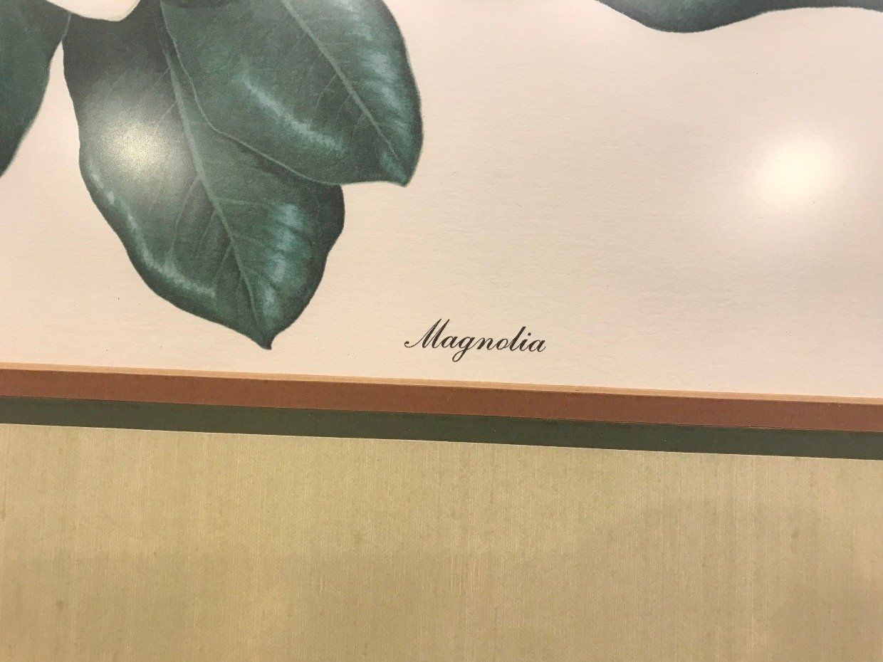 Large Print of Magnolia w/ Certificate 5