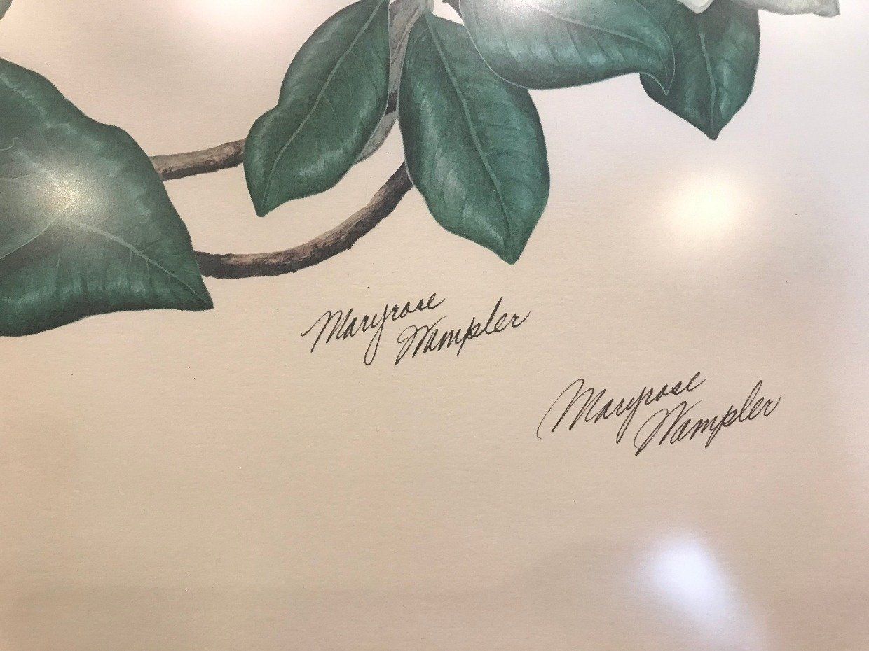 Large Print of Magnolia w/ Certificate 4