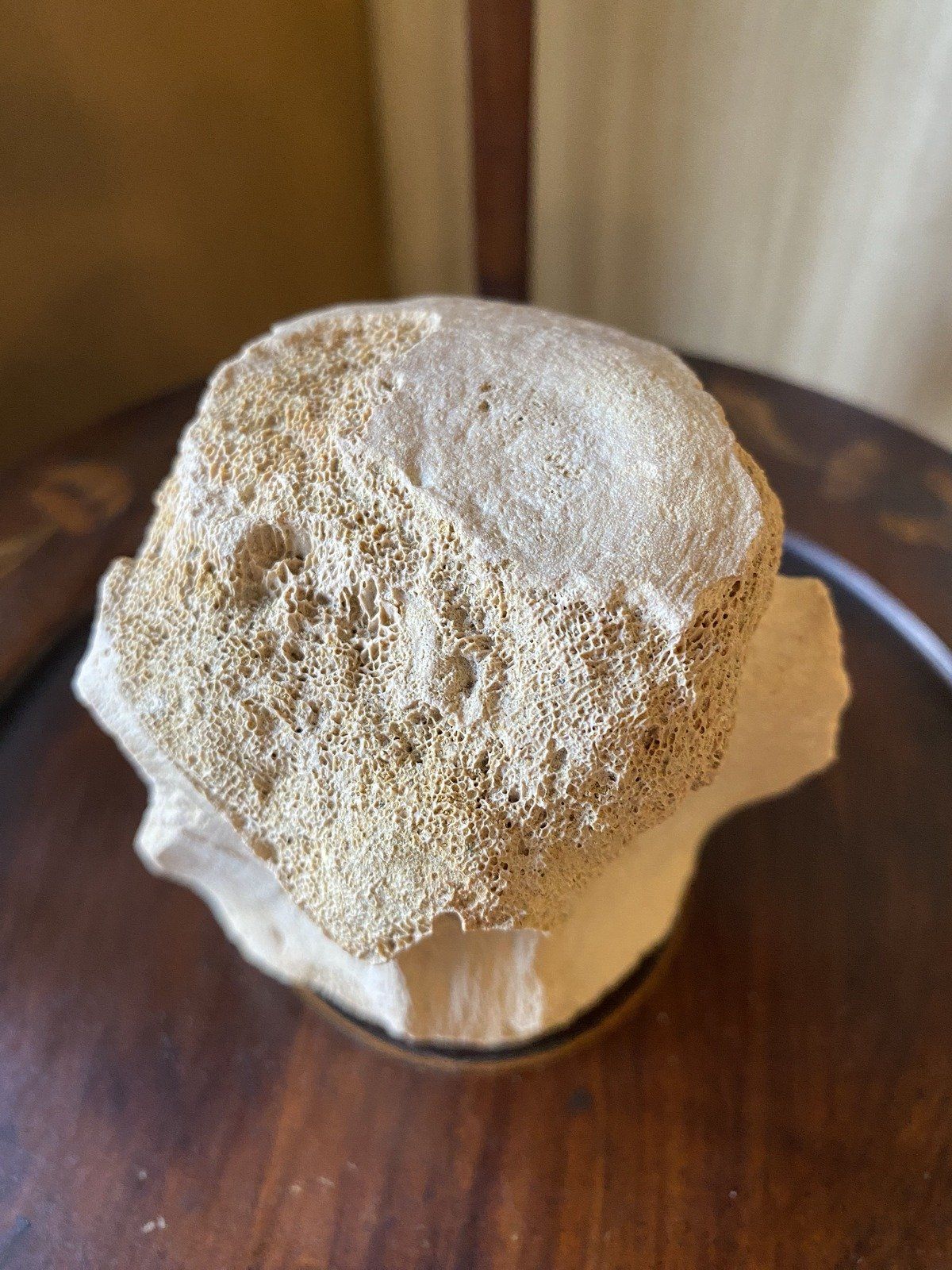 Fossilized Whale Vertebrae (Ruskin, FL Bone Valley) 3