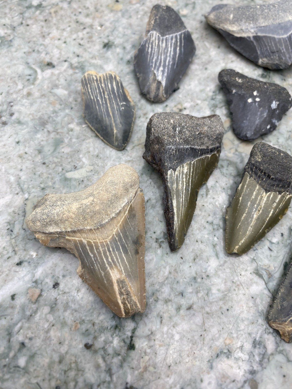 Group of Fossilized Megalodon + Cacharacles Prehistoric Shark Teeth 2