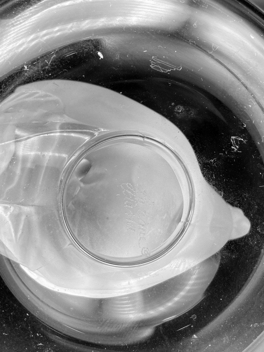 Lalique Swans 4