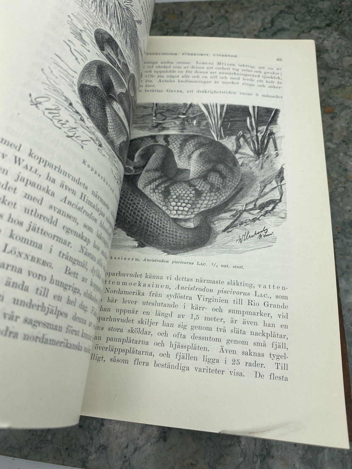 Swiss Brehm Djurens Liv - Snake Edition Encyclopedia Book 4