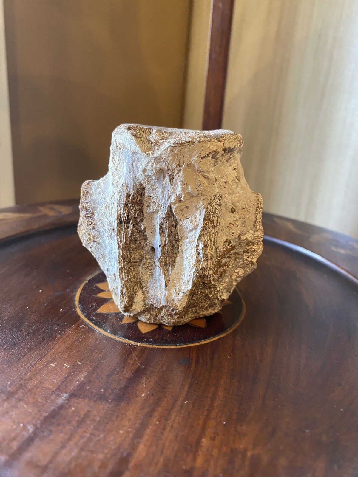Fossilized Porpoise Vertebrea (Ruskin, FLY Bone Valley) 5