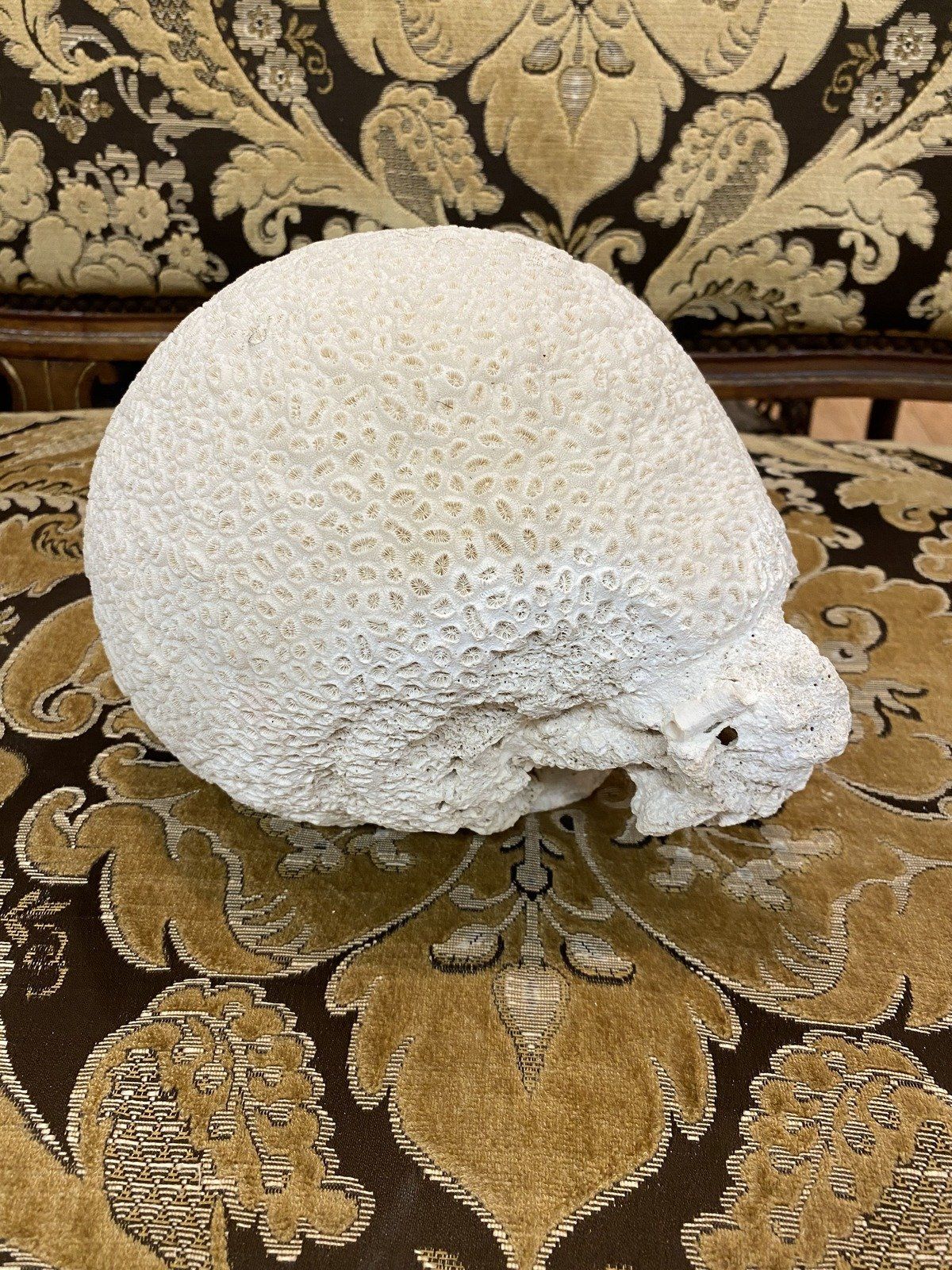 Large Fossilized/Agatized Genuine + Natural Brain Coral Specimen 3