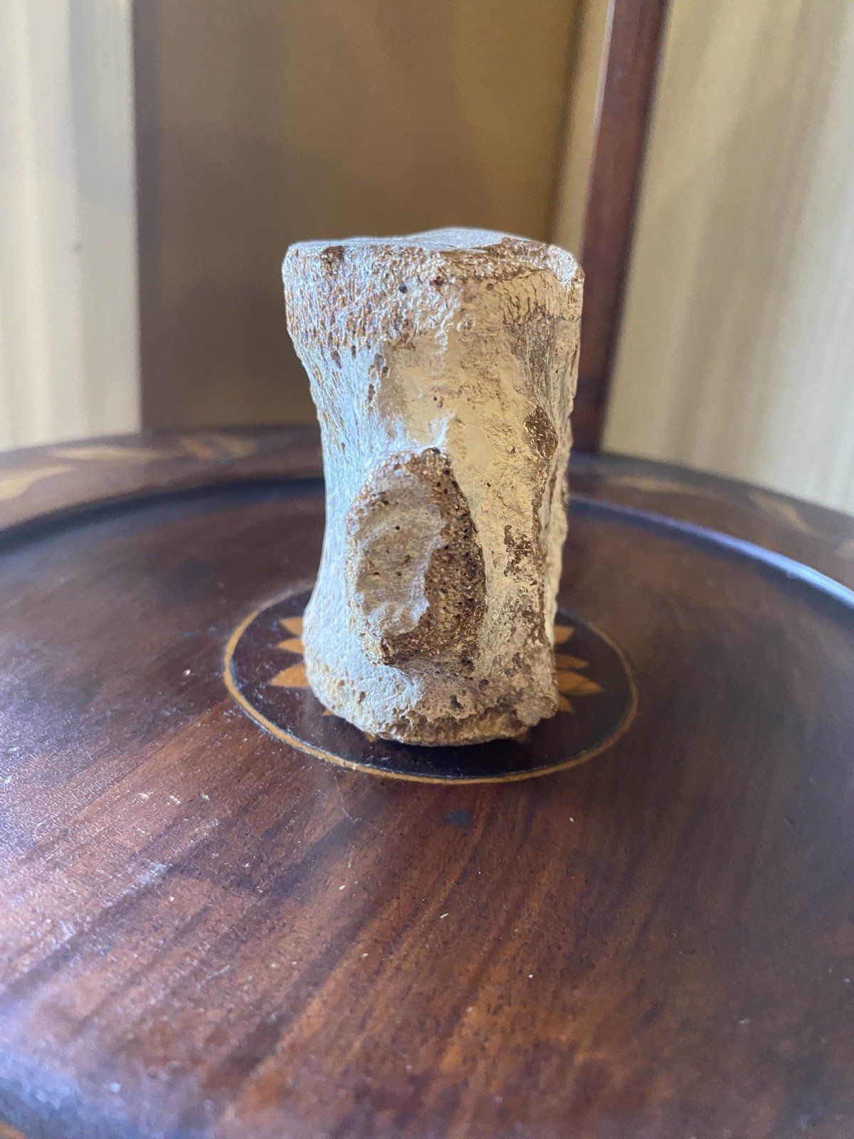 Fossilized Porpoise Vertebrea (Ruskin, FLY Bone Valley) 2