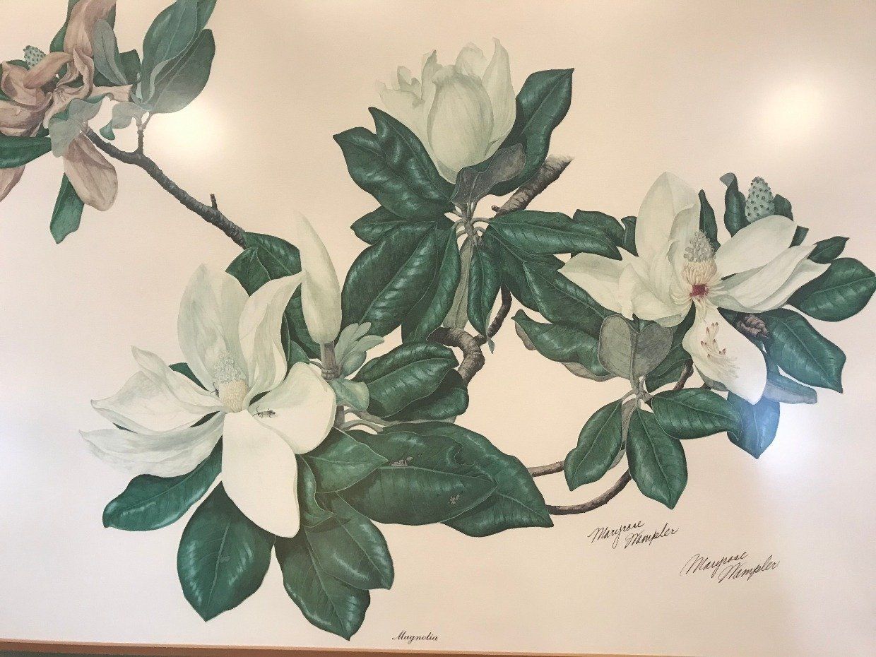 Large Print of Magnolia w/ Certificate 2