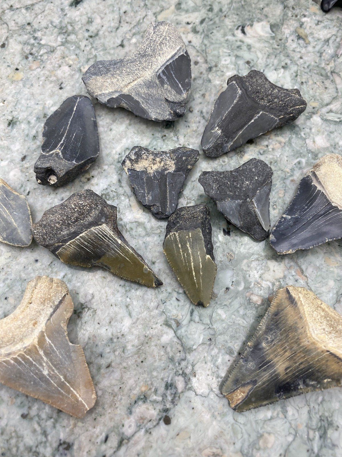 Group of Fossilized Megalodon + Cacharacles Prehistoric Shark Teeth 6