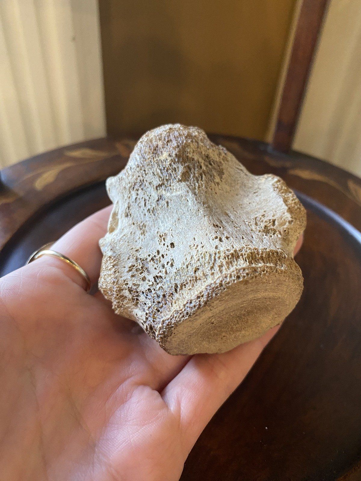 Fossilized Porpoise Vertebrea (Ruskin, FLY Bone Valley) 3