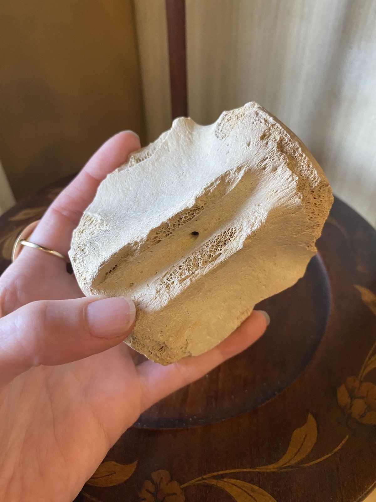 Fossilized Whale Vertebrae (Ruskin, FL Bone Valley) 6