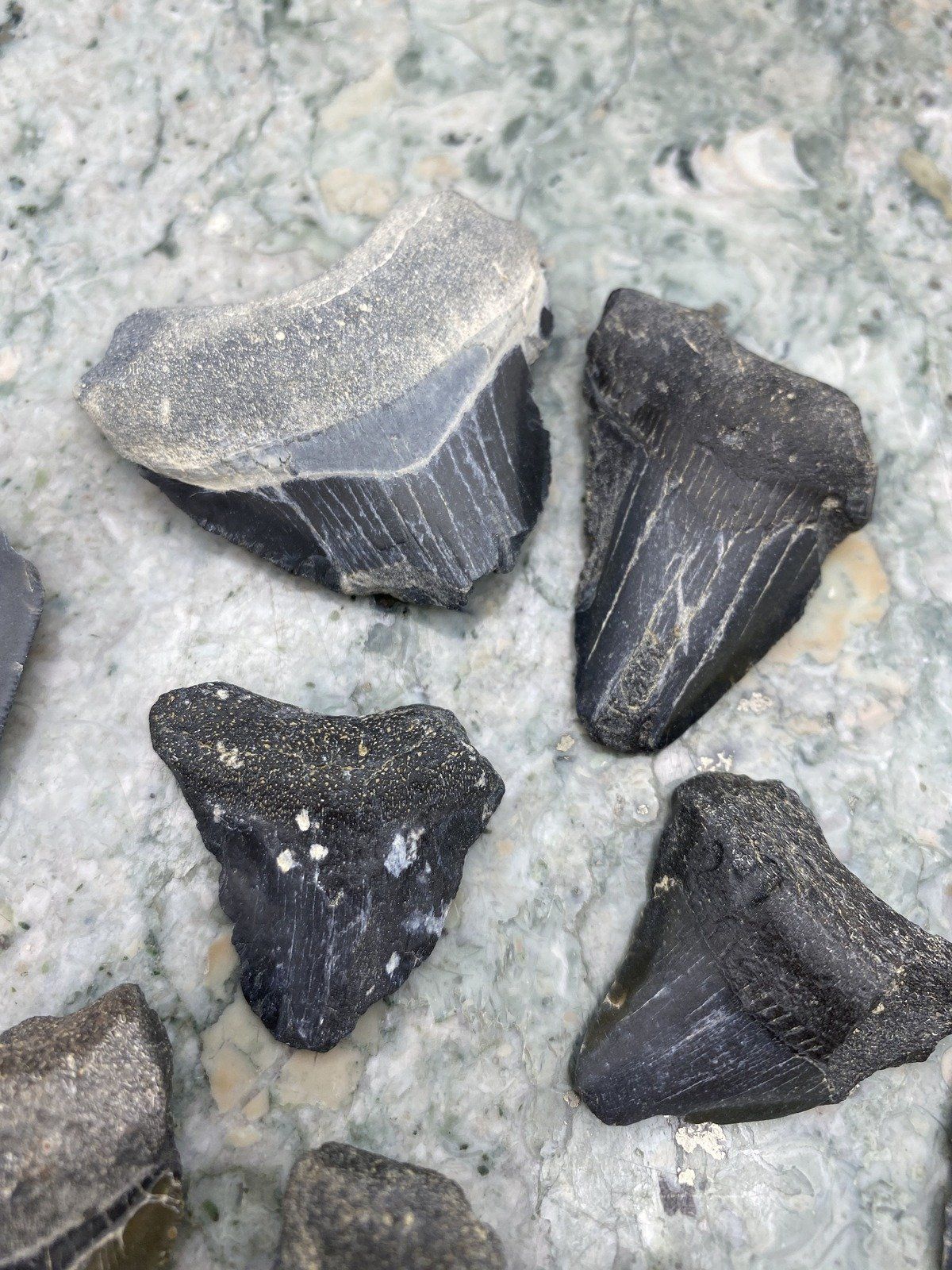 Group of Fossilized Megalodon + Cacharacles Prehistoric Shark Teeth 5