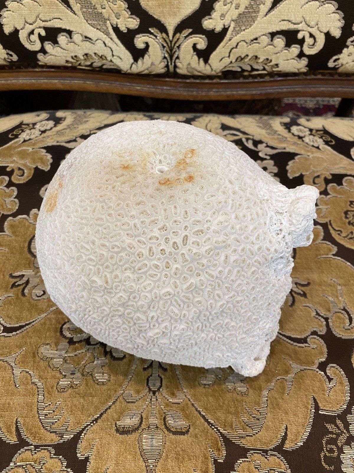 Large Fossilized/Agatized Genuine + Natural Brain Coral Specimen 2