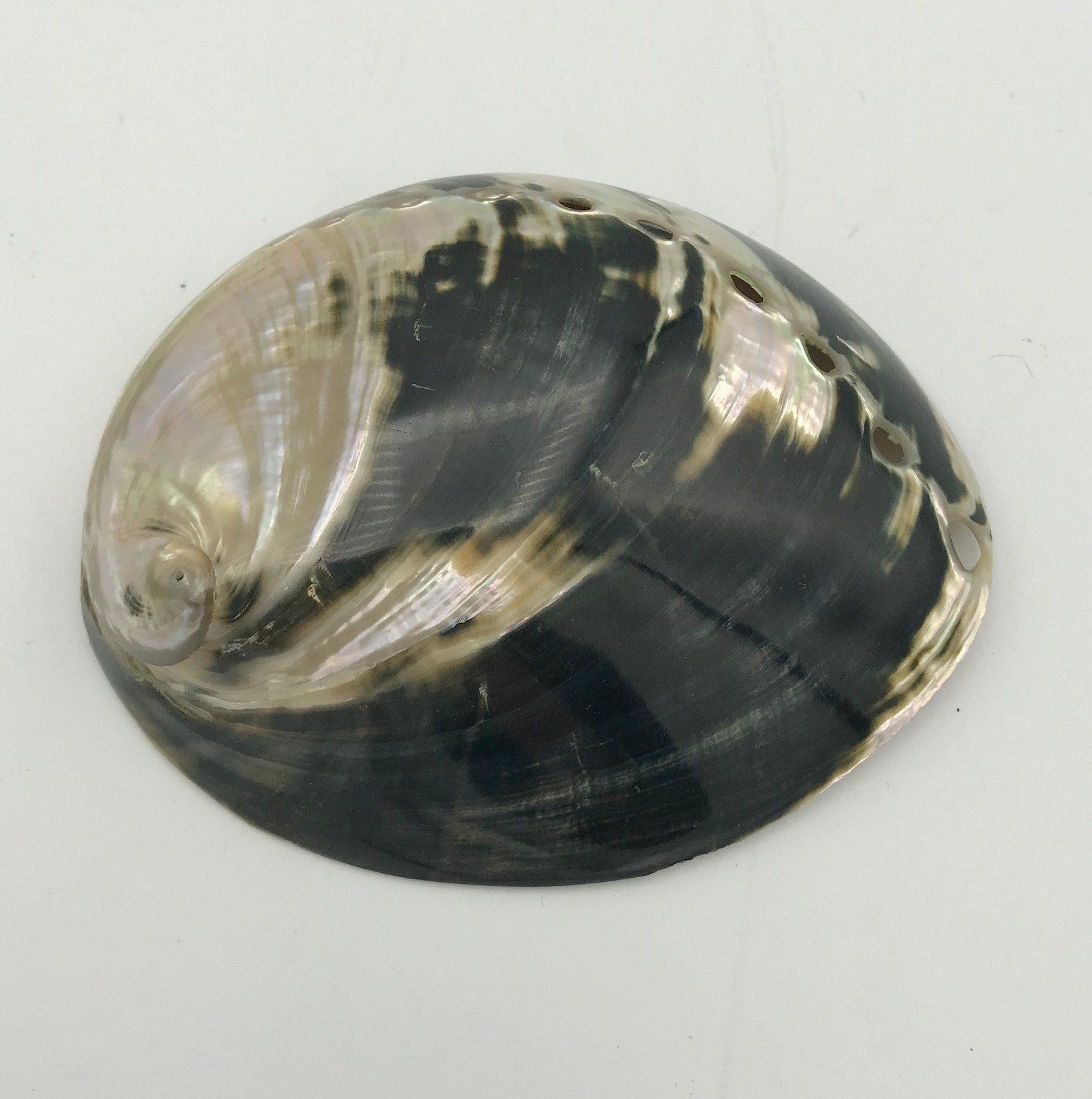 Large Mother of Pearl Shell Bolo Tie/Buckle