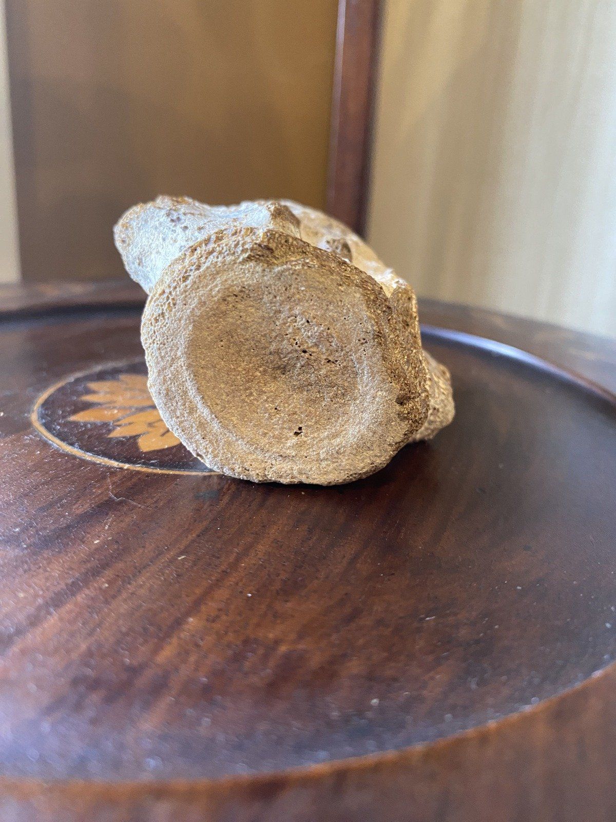 Fossilized Porpoise Vertebrea (Ruskin, FLY Bone Valley) 4