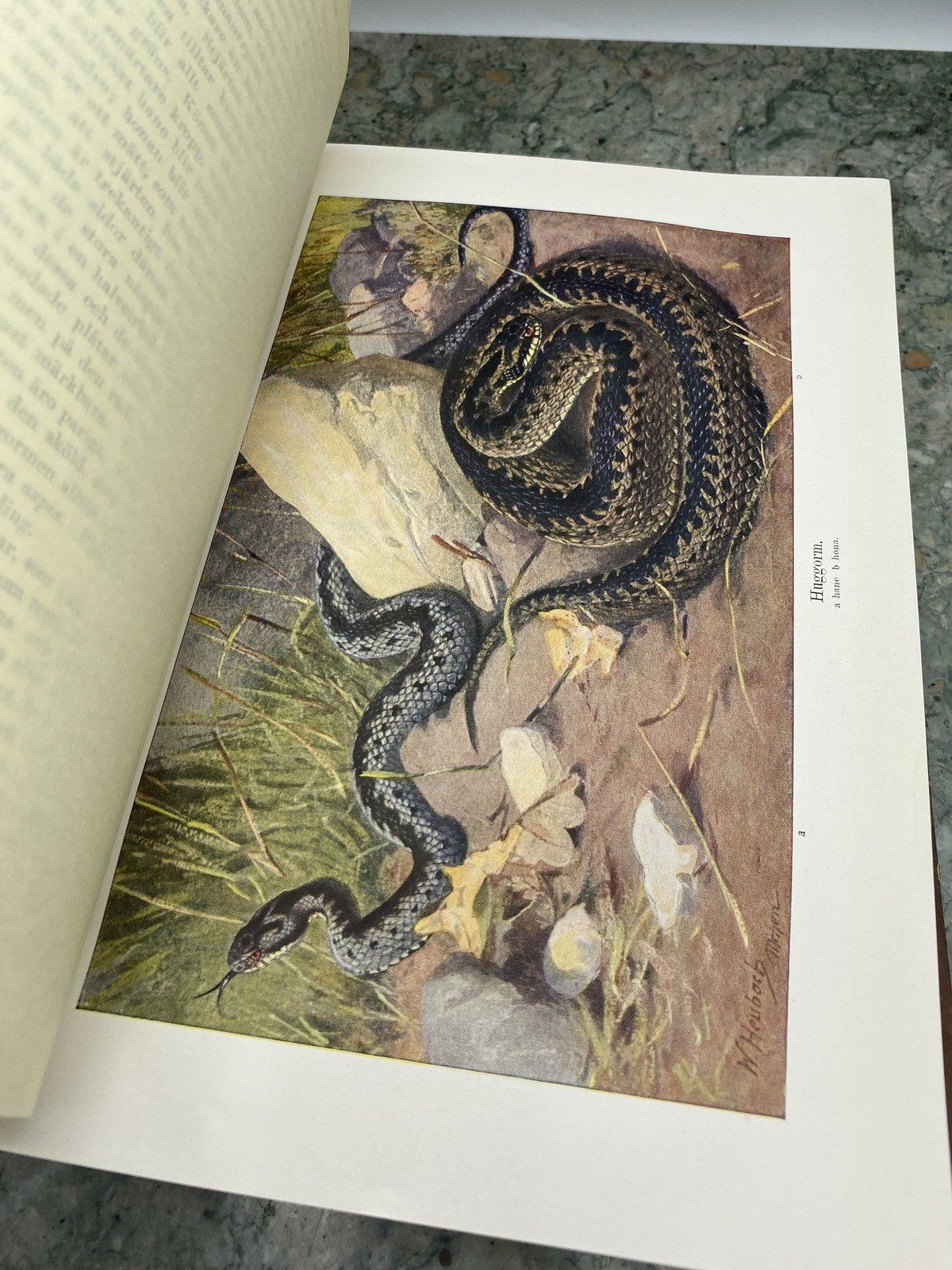 Swiss Brehm Djurens Liv - Snake Edition Encyclopedia Book 5