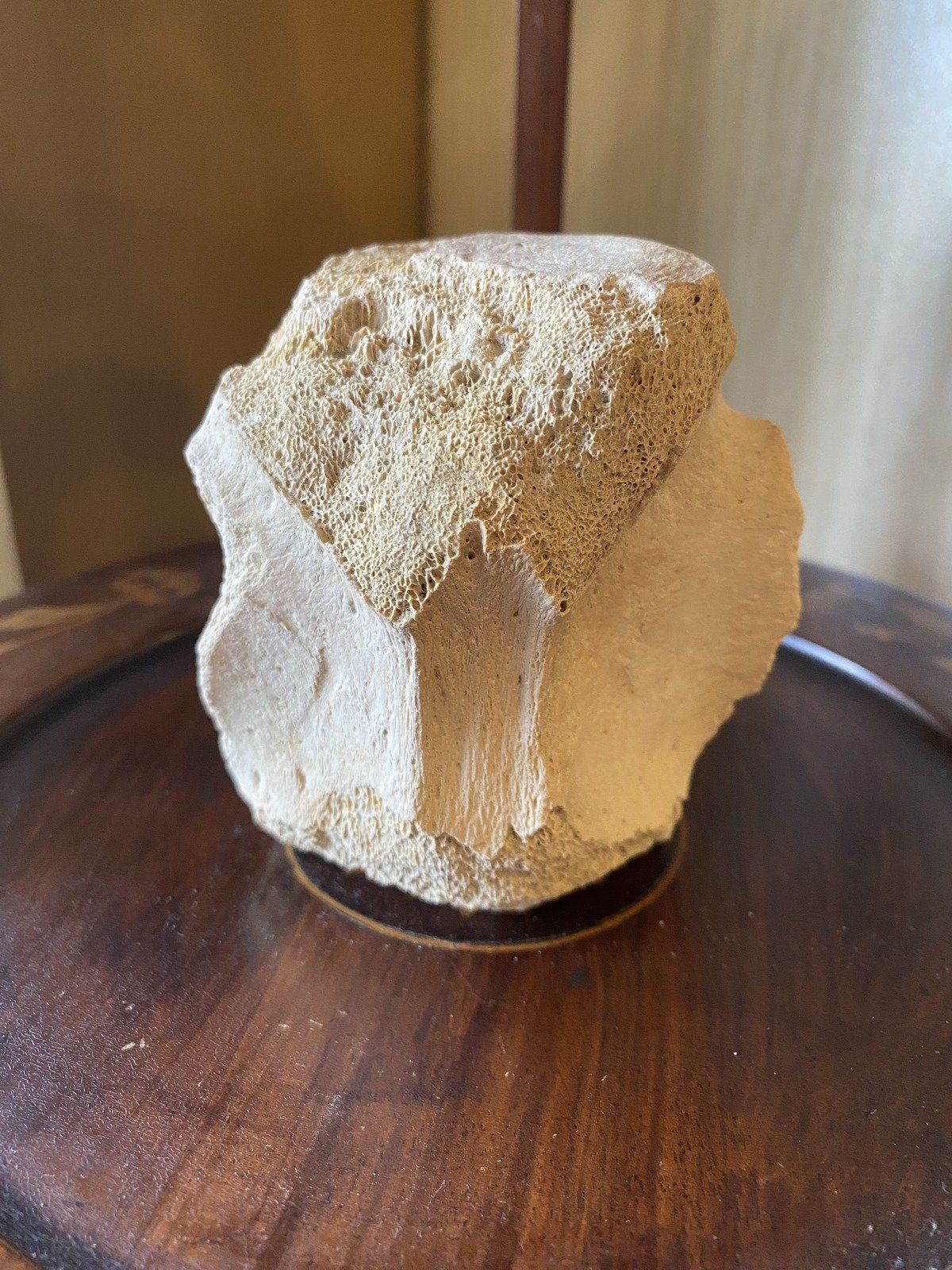 Fossilized Whale Vertebrae (Ruskin, FL Bone Valley)