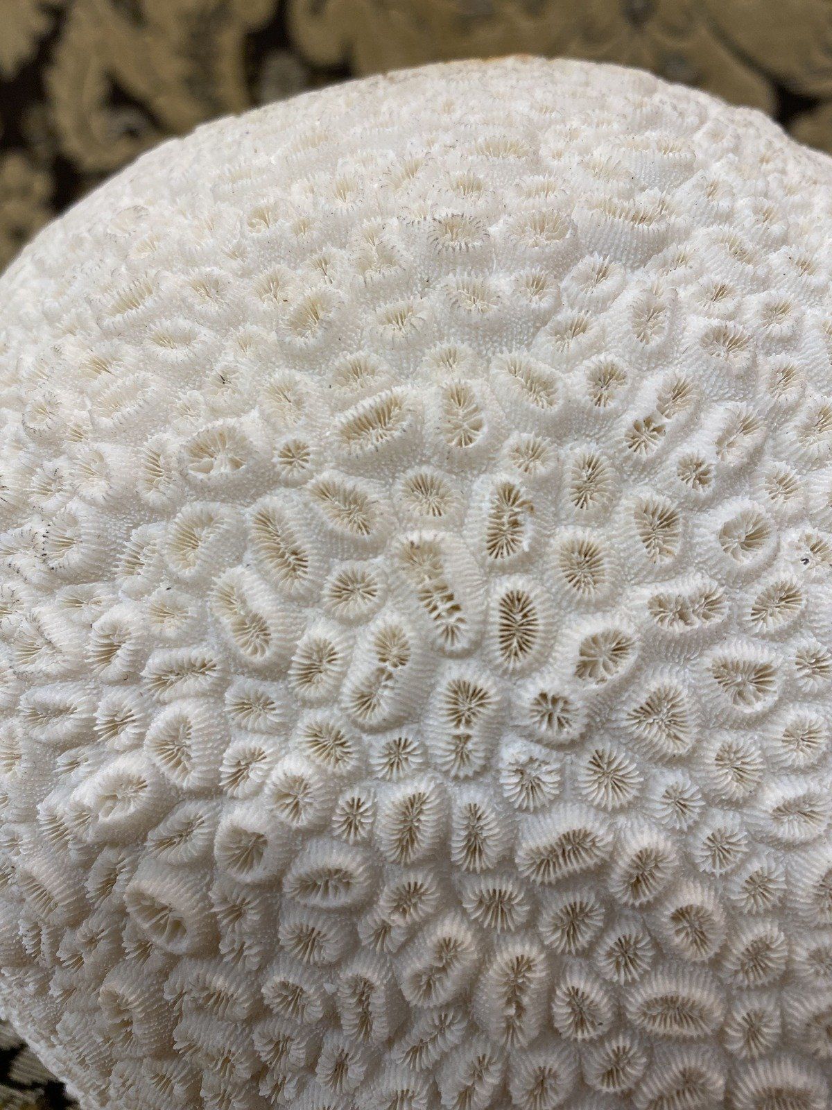 Large Fossilized/Agatized Genuine + Natural Brain Coral Specimen 4