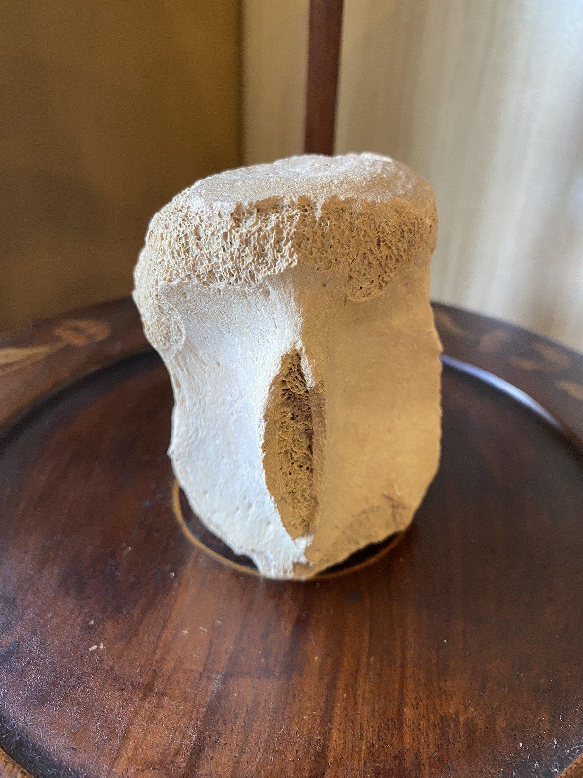 Fossilized Whale Vertebrae (Ruskin, FL Bone Valley) 2