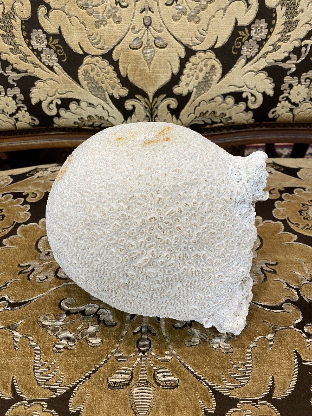 Large Fossilized/Agatized Genuine + Natural Brain Coral Specimen 5