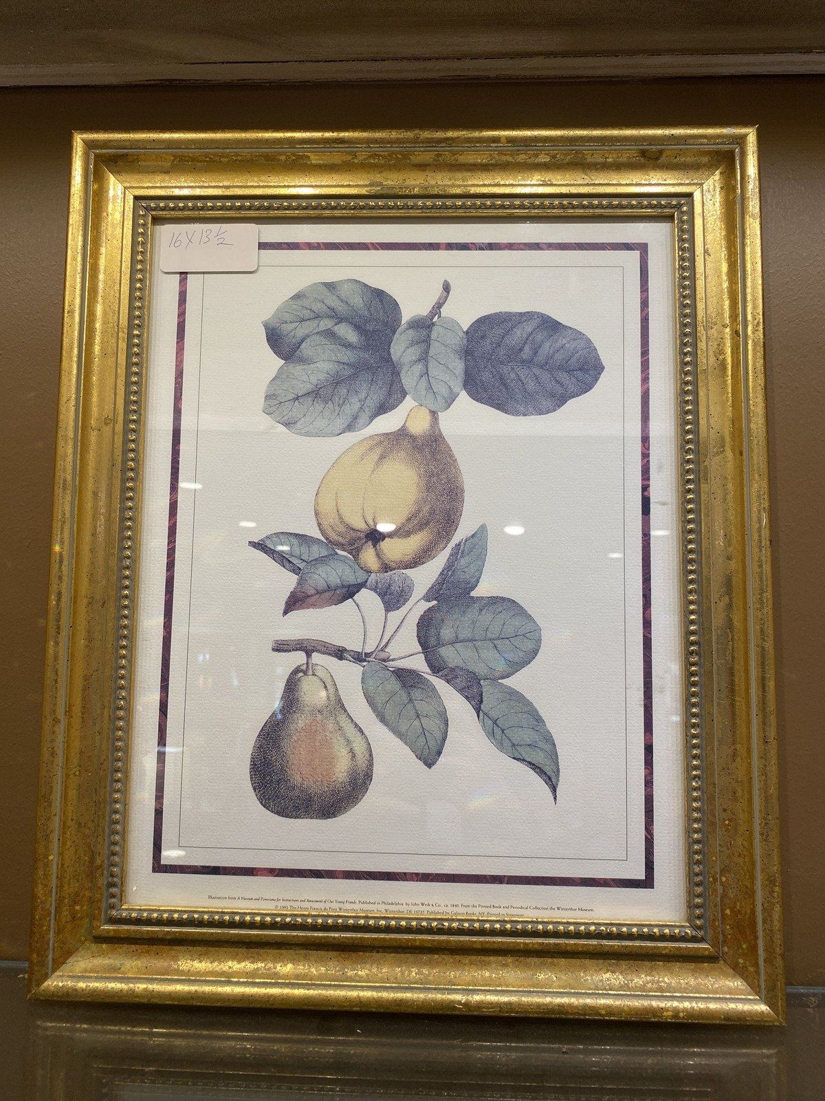 Gold Framed Fruit Prints of Pears 16x13.5