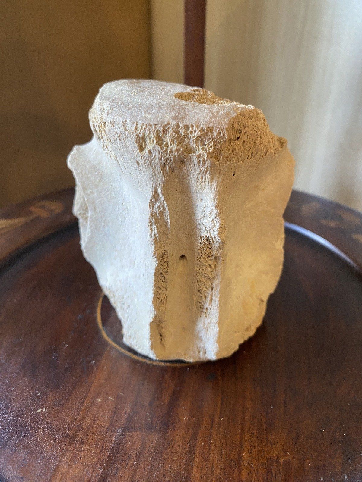 Fossilized Whale Vertebrae (Ruskin, FL Bone Valley) 4