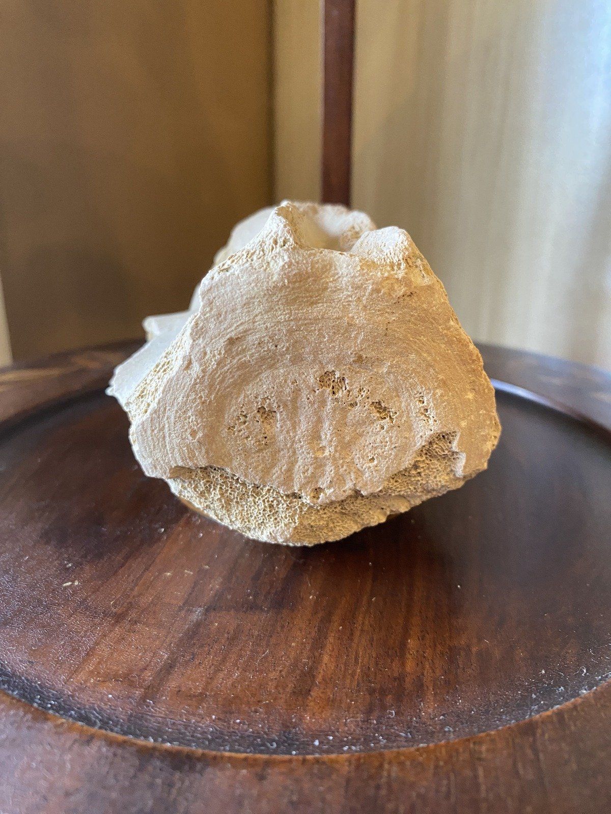 Fossilized Whale Vertebrae (Ruskin, FL Bone Valley) 5