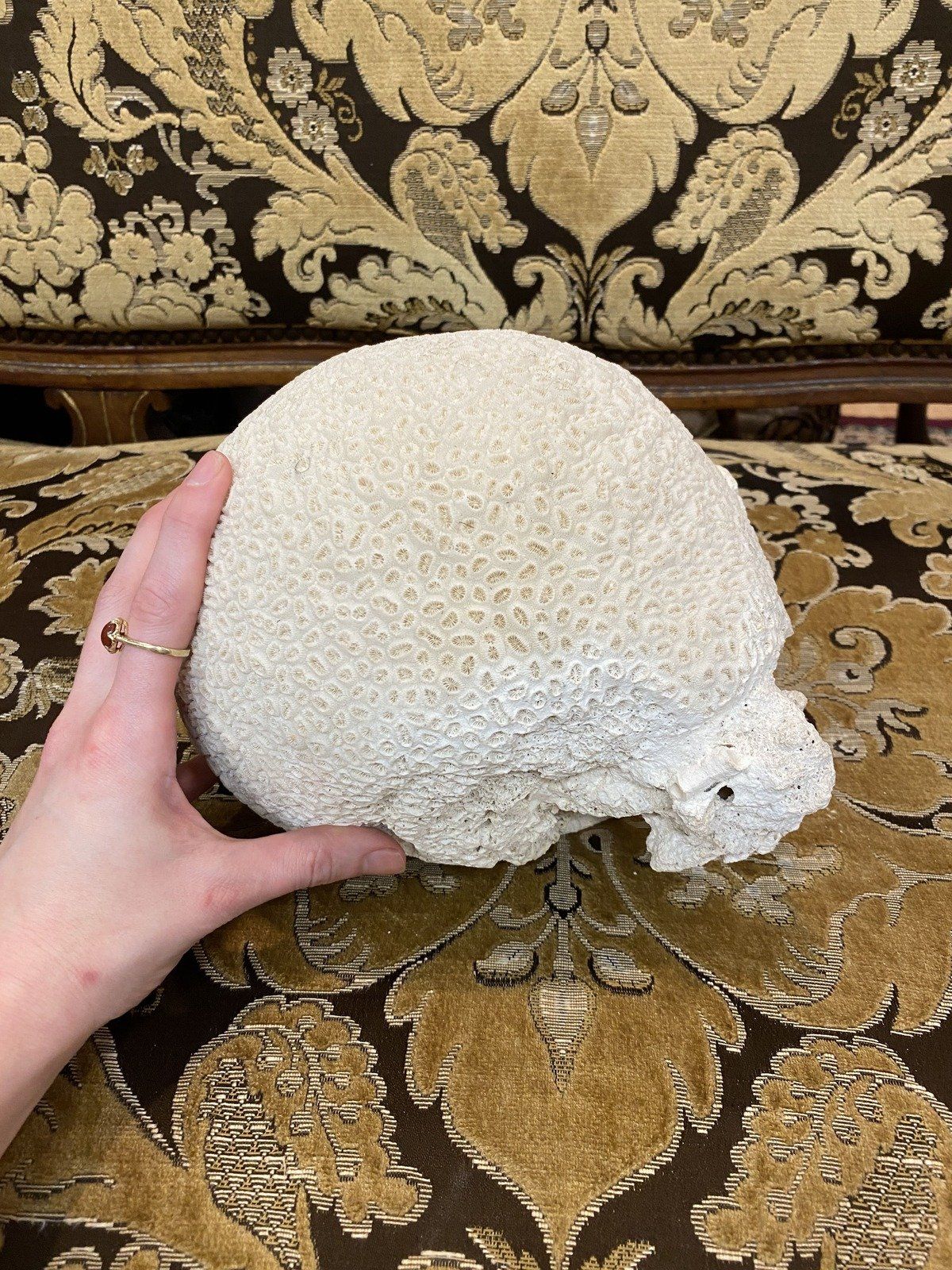 Large Fossilized/Agatized Genuine + Natural Brain Coral Specimen